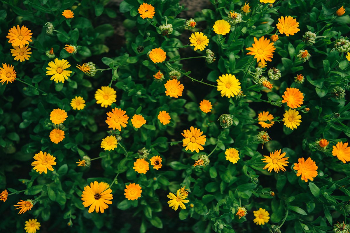 edible-flowers-that-add-a-unique-twist