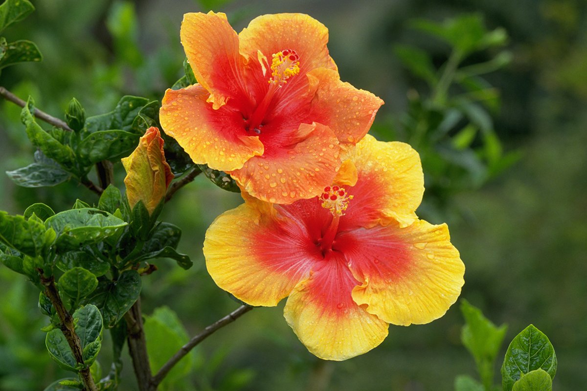 edible-flowers-that-add-a-unique-twist