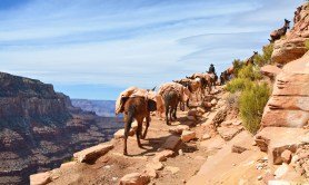 mule-ride-along-the-grand-canyon