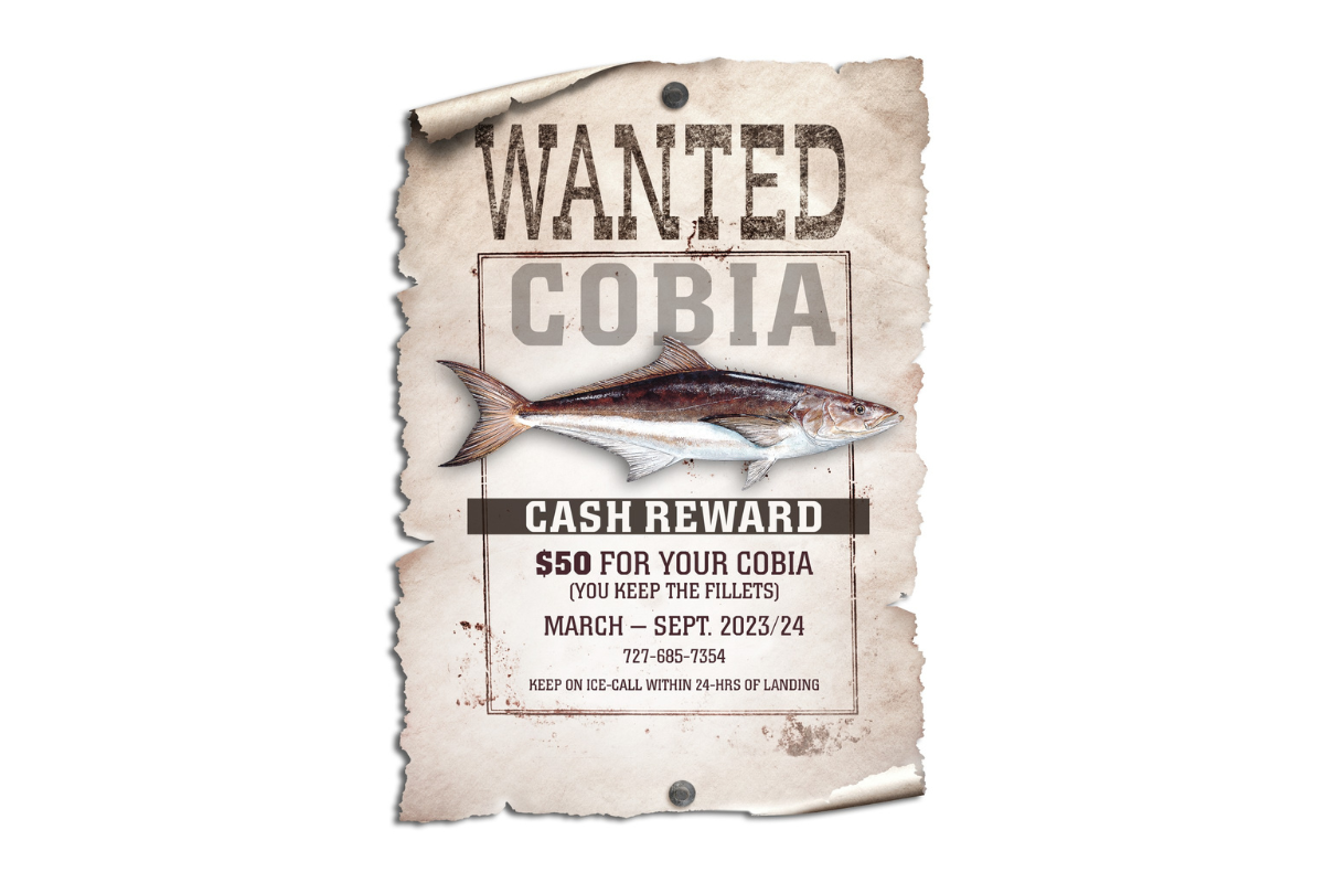 cobia reward